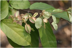 Combretum roxburghii
